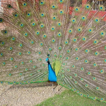 Pendley Manor Hotel Tring Ngoại thất bức ảnh